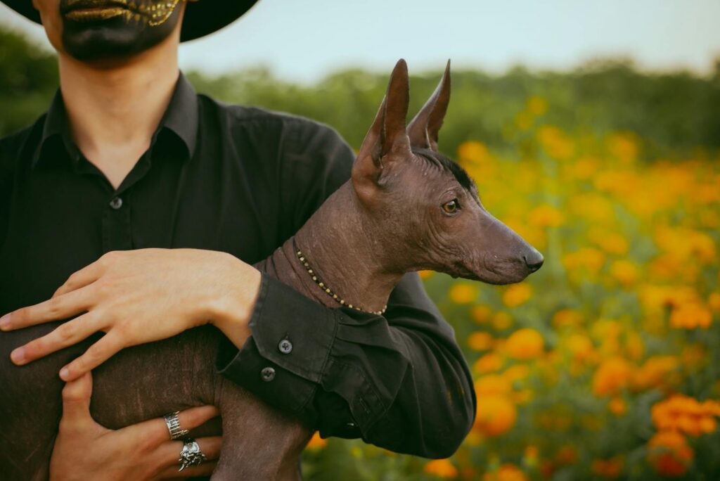 A man in dark clothing holds a Xoloitzcuintli dog in a vibrant marigold field.