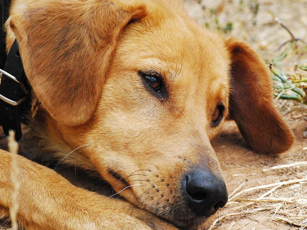 dog, sad, exposed, female dog, animal shelter, pet, nature, dogs, hybrids, animal