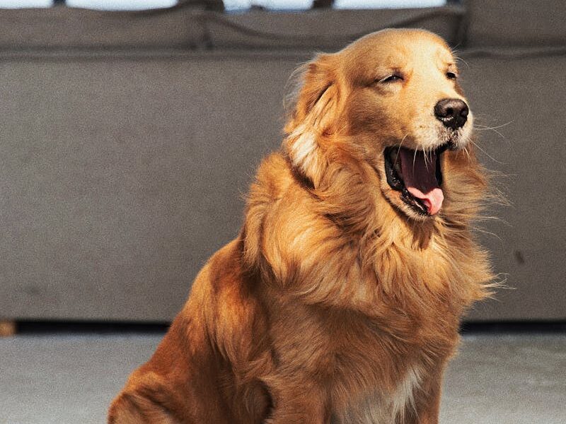 Golden retriever yawns while sitting in a sunlit indoor living space.