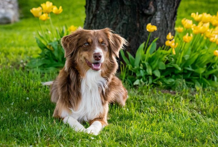 Australian Shepherd