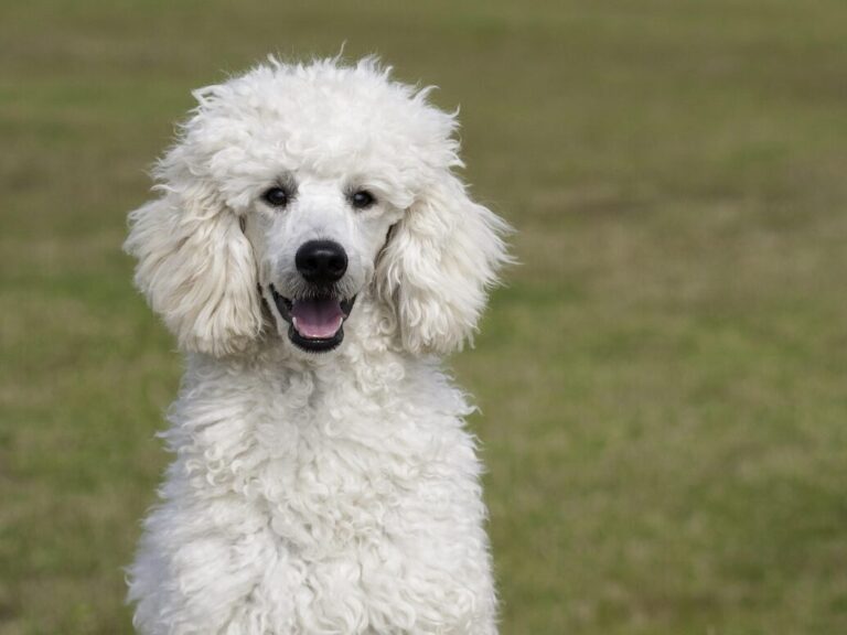 poodle, animal, dog, the dog breed, pet, white