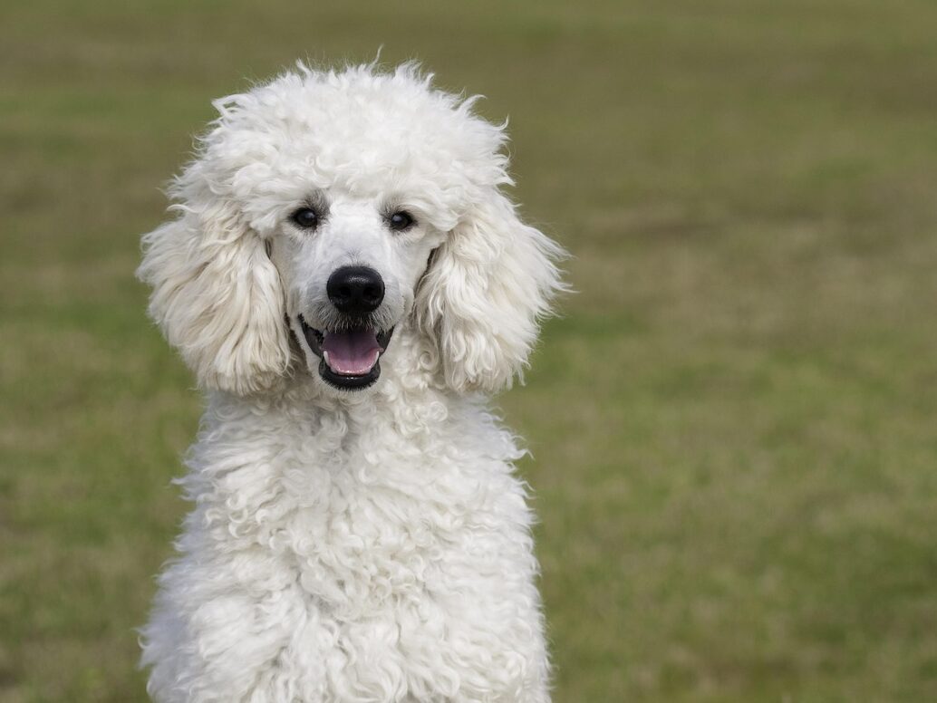 poodle, animal, dog, the dog breed, pet, white