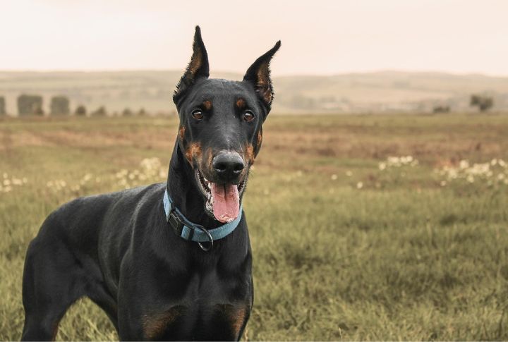 Doberman Pinscher