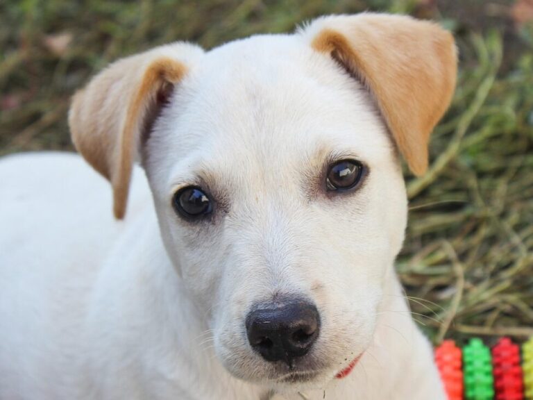 dog, expensive, nature, animal, puppy, pet, white, eyes, tender, portrait, puppy face, look, sad