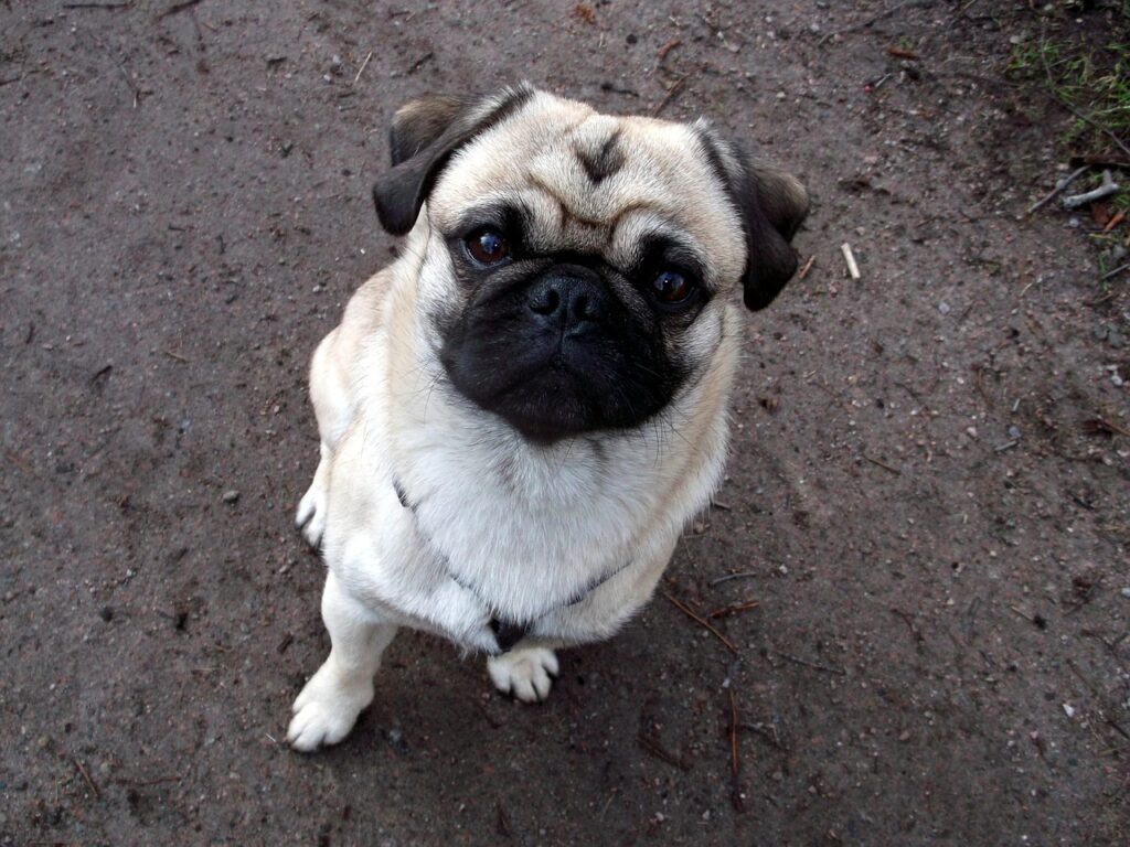 pug, purebred dog, beige, cute, funny, pug, pug, pug, pug, pug