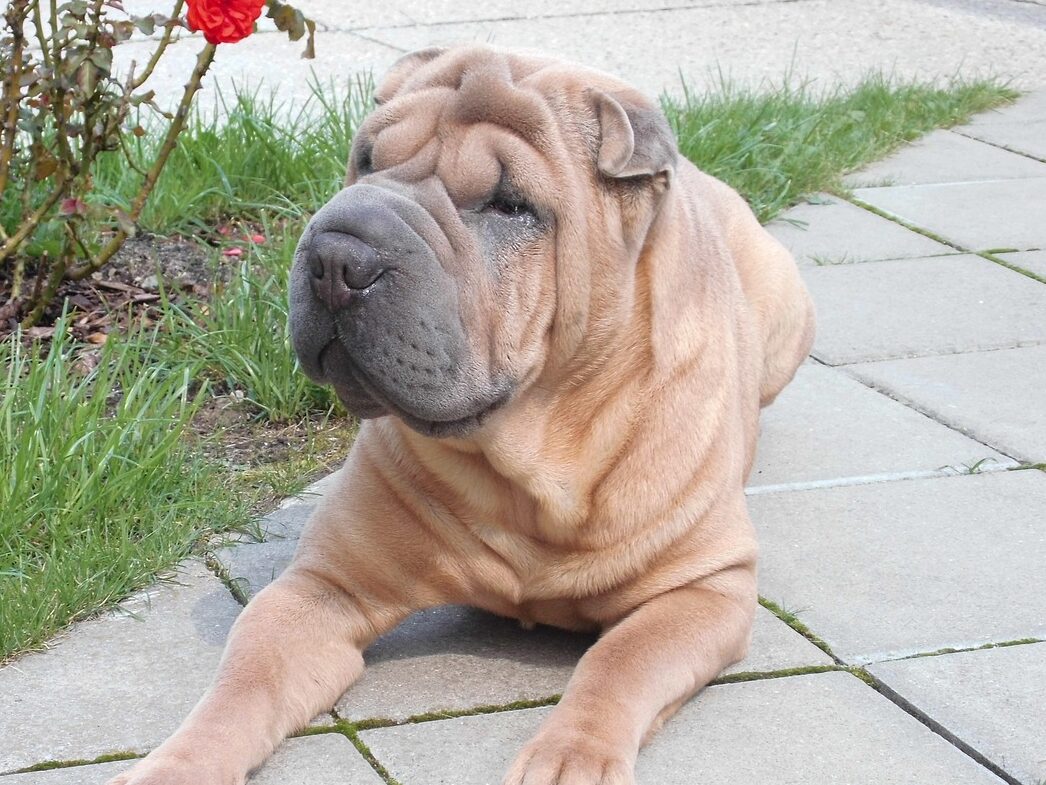 dog, fold dog, shar pei, chinese, breed, shar pei, shar pei, shar pei, shar pei, shar pei