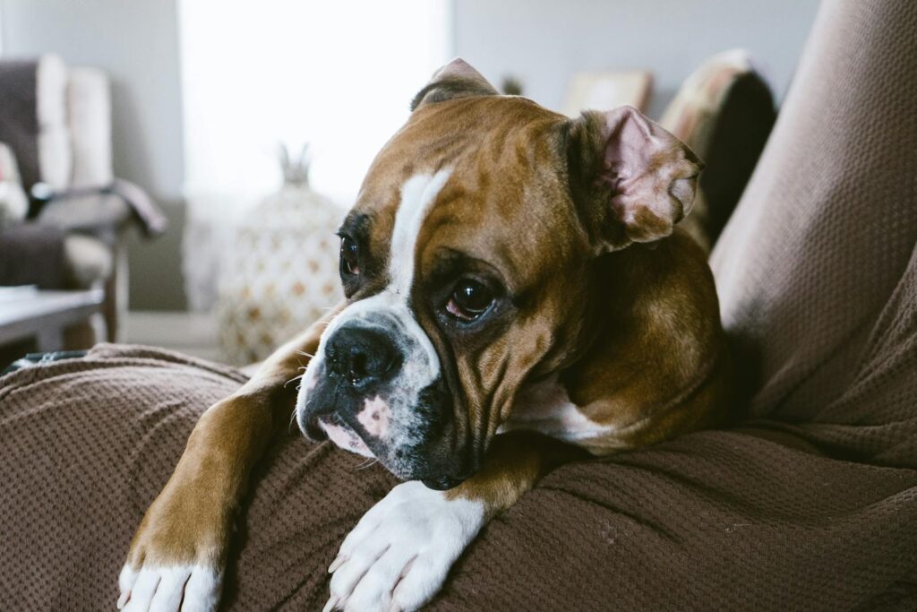 A cute brown and white boxer dog relaxing on a sofa indoors, looking thoughtful and calm.