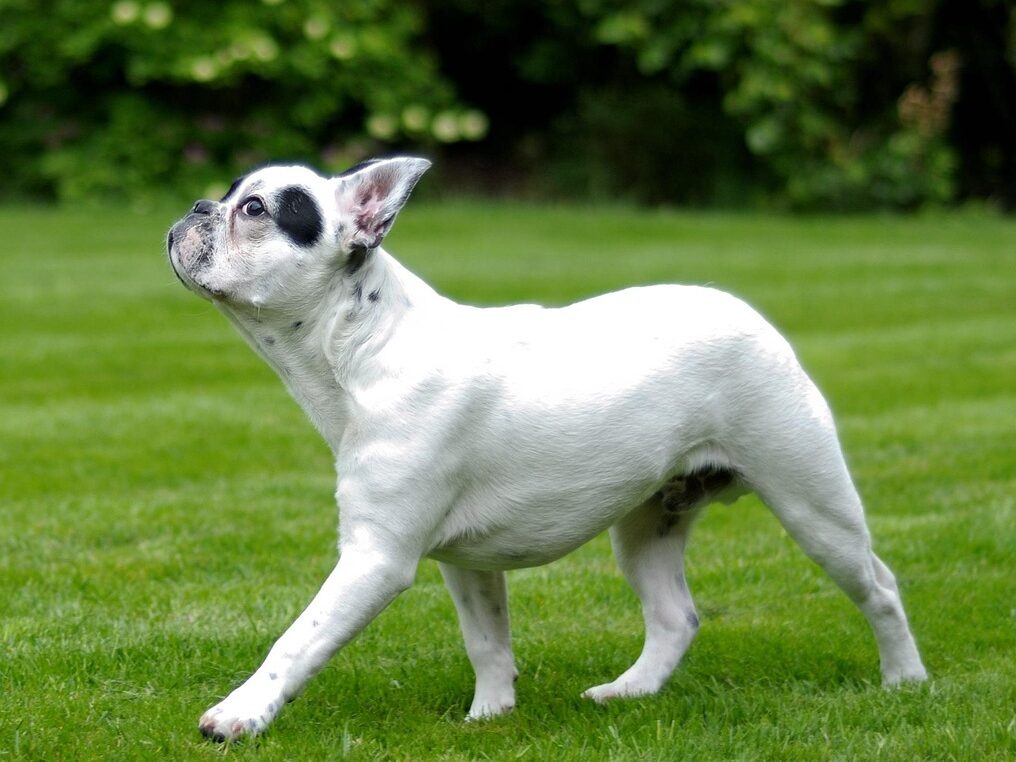 dog, nature, french bulldog, pet, walk, grass, animal