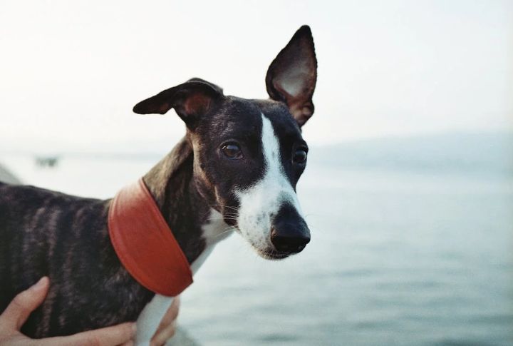 Minimal Doggy Odor