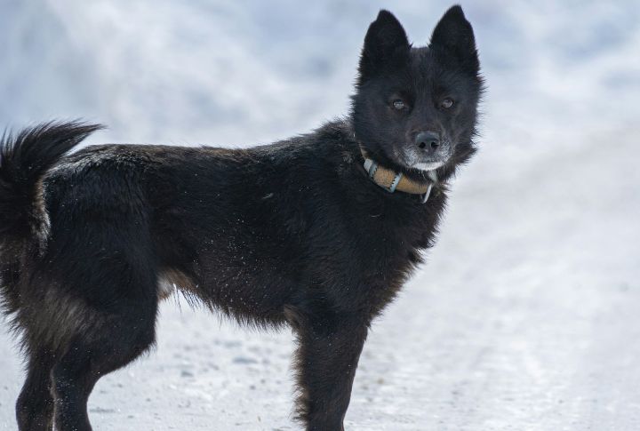 Black Norwegian Elkhound