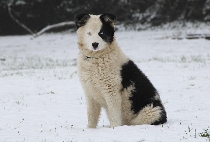 Bred For Survival In Siberia's Deep Freeze