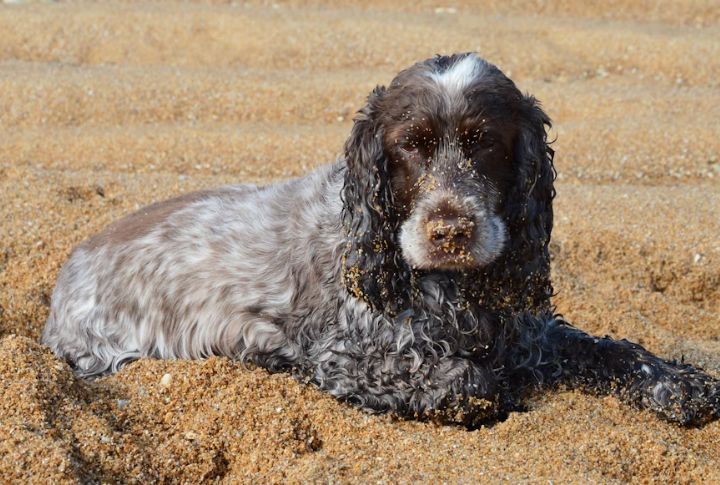 Cocker Spaniels
