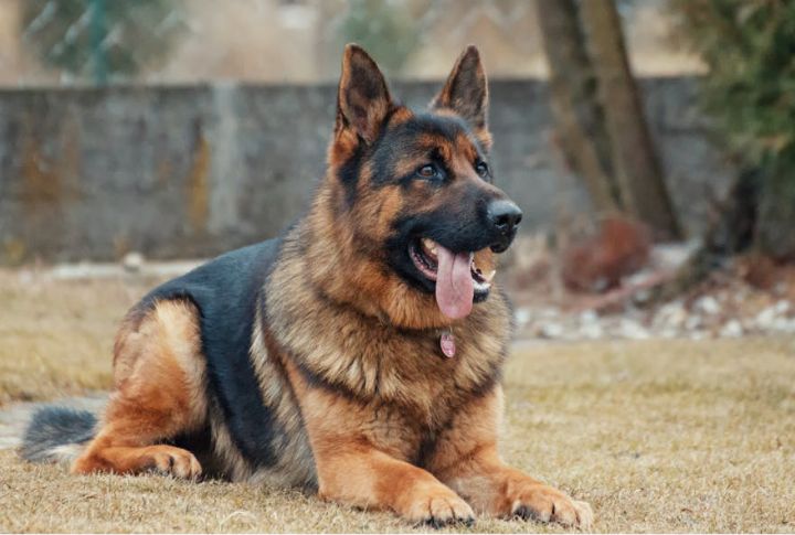 German Shepherd