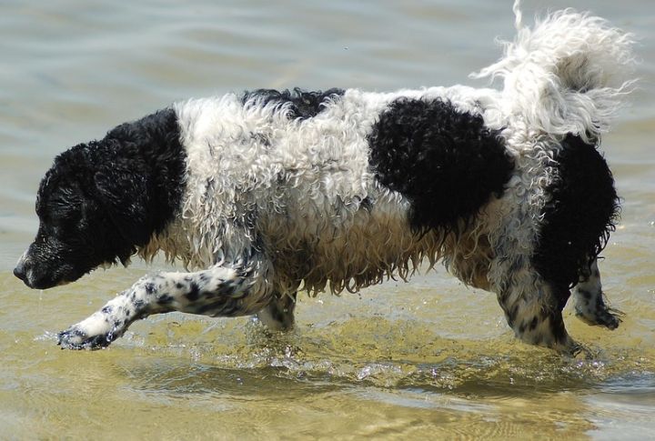 Bred To Hunt Otters In Dutch Wetlands
