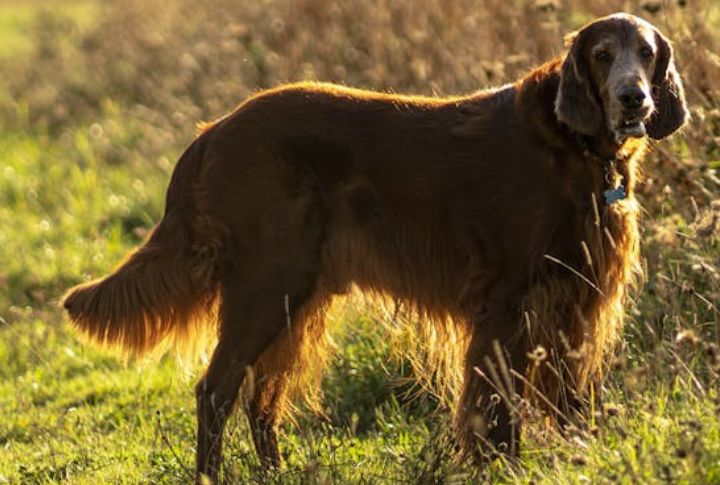 What Makes A Setter A Setter