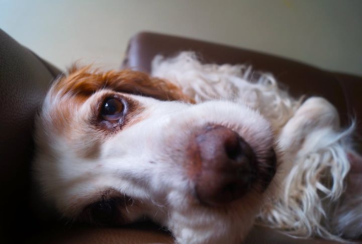 Brittle Hair Or Excessive Shedding