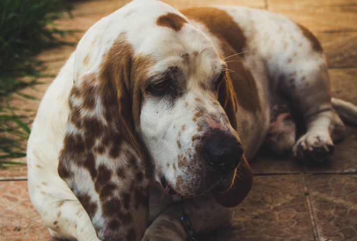 Basset Hound