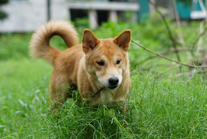 Sanshu Inu