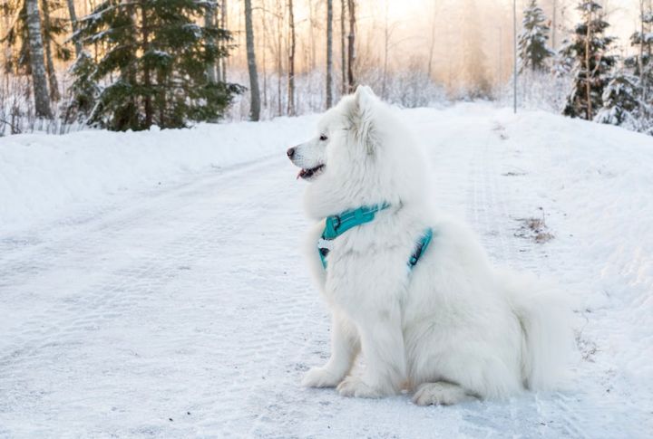 Samoyeds Were Bred To Herd Reindeer