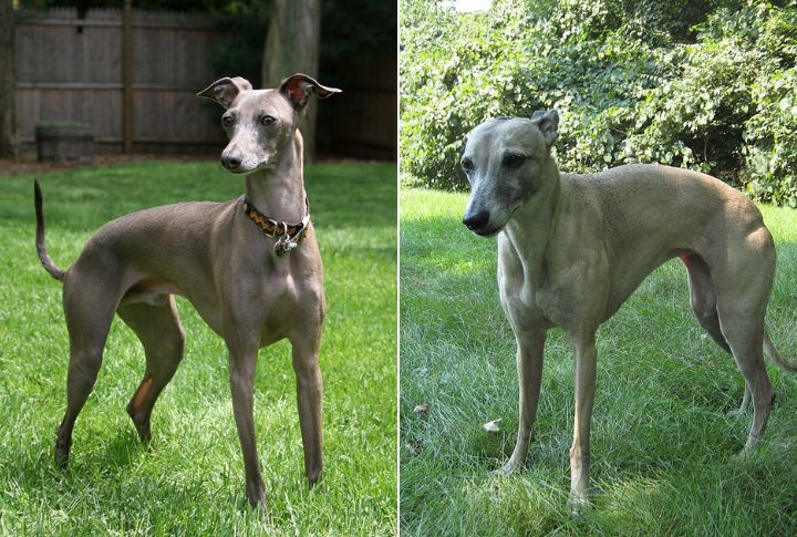 Greyhounds Tower Over Whippets