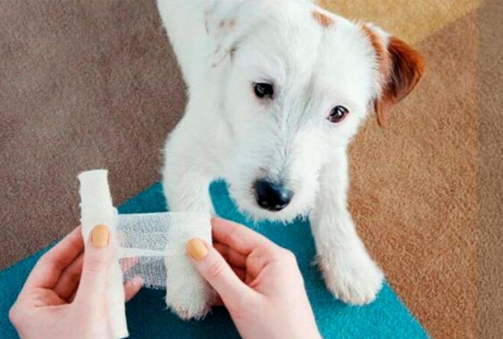 “Do You Have Certification In Pet CPR And First Aid?"