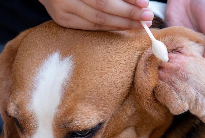 Know When Your Dog’s Ears Need Cleaning