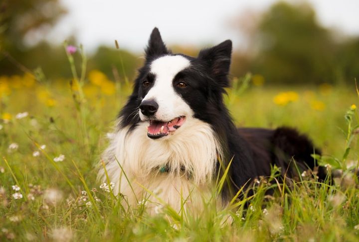 Border Collie