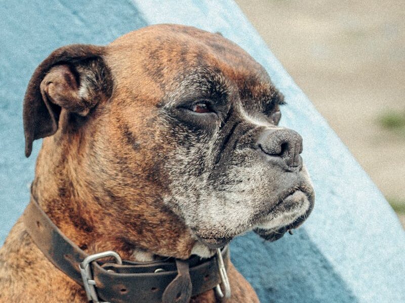 A detailed portrait of a boxer dog sitting against a blue wall, showcasing its distinctive features.