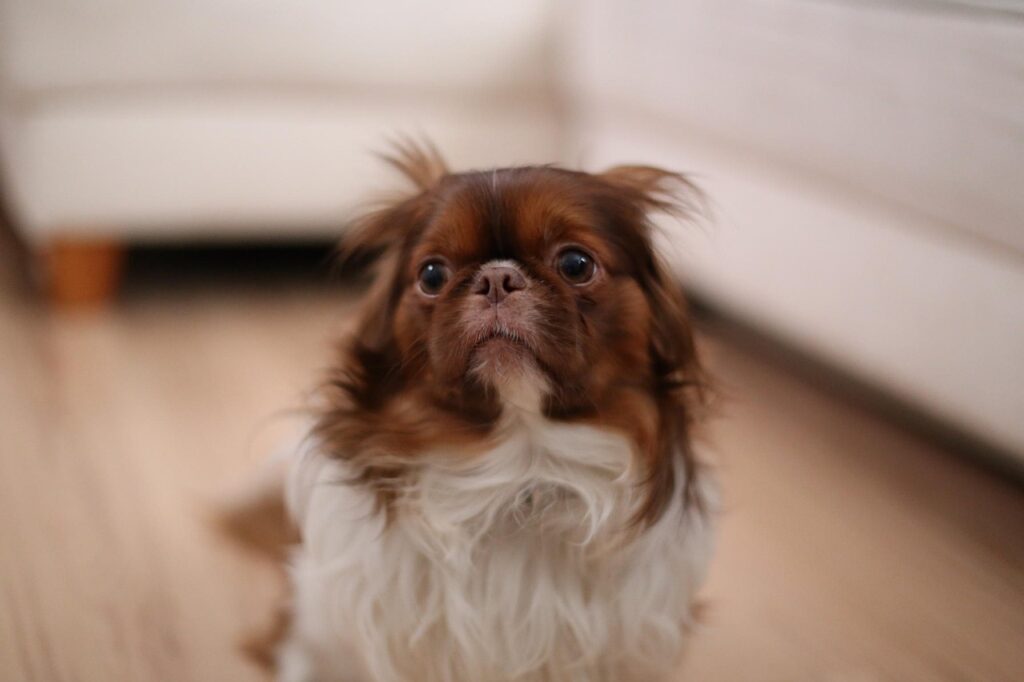 scared, dog, looking, animal, pet, adorable, cute, puppy, face, portrait, fear, small, scary, eyes, nature, lonely, afraid, frightened, sad, emotion, sorrow, unhappy, sitting, upset, pekinese, brown fear, brown puppy, brown lonely