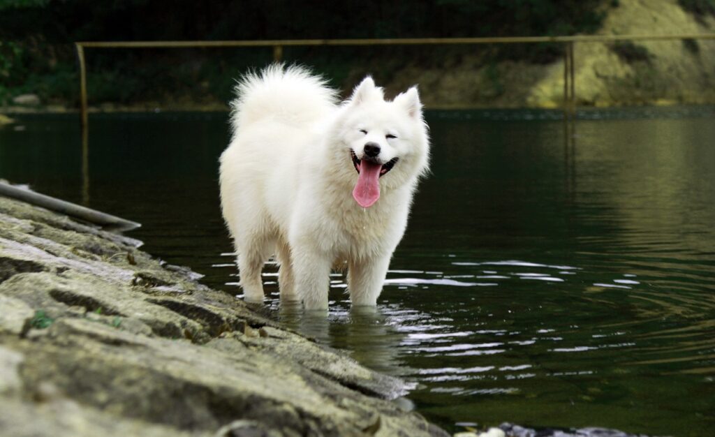samoyed, pets, sled dogs, samoyed, samoyed, samoyed, samoyed, samoyed