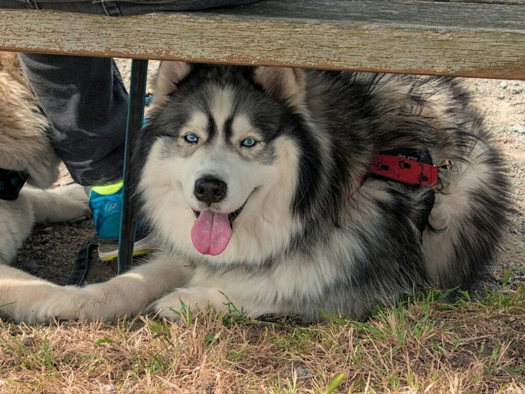 A smiling husky dog resting underneath a bench.