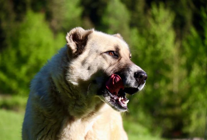 The Strongest Jaws In The Pack