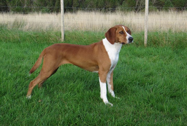 Hygen Hound