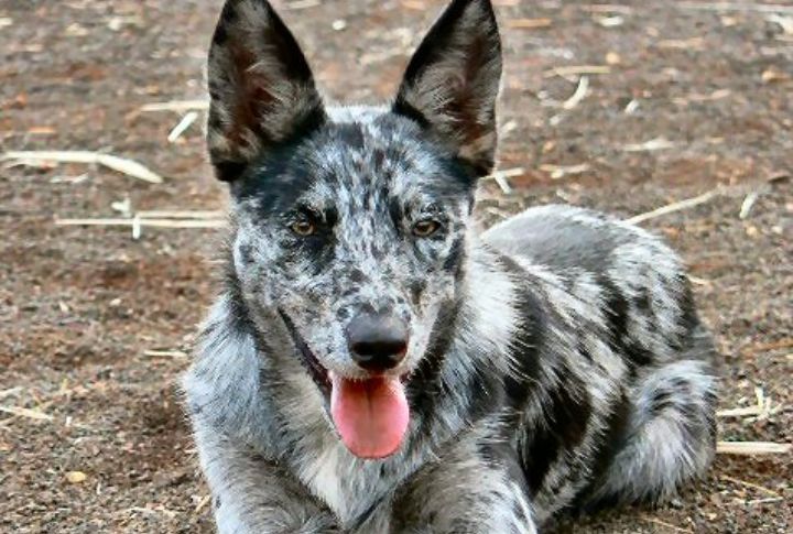 Crossbreeding Created Australia's Working Dog Breed