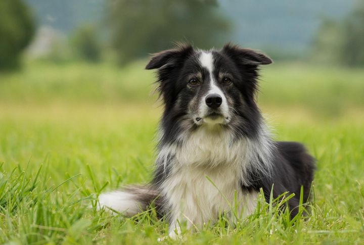 European Settlers Brought Collie Dogs Here