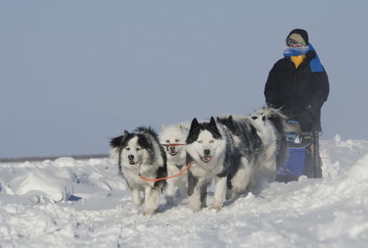 Masters Of The Sled And Trail