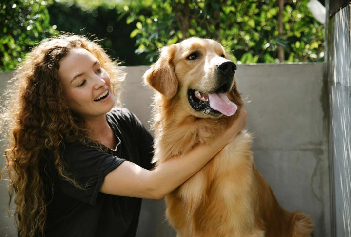 Golden Retriever