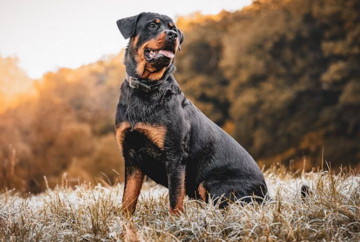 Rottweiler