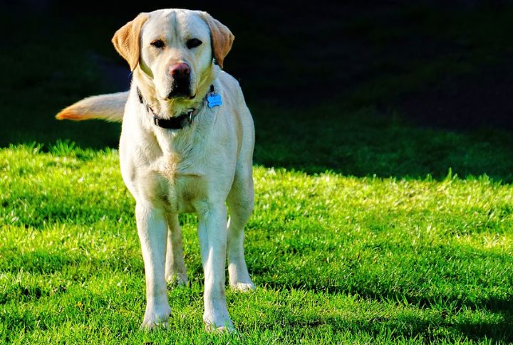 Labrador Retriever
