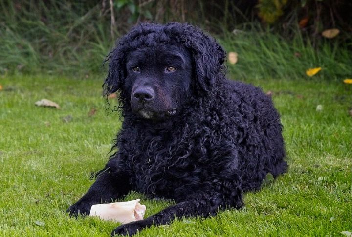 One Of The Netherlands' National Dog Breeds