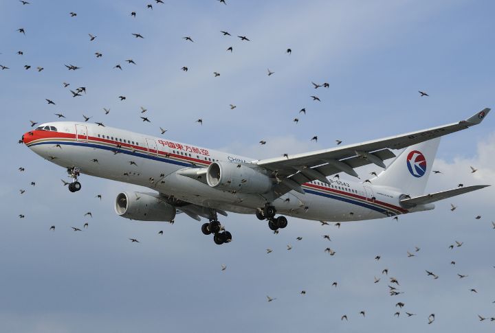 Significant Reduction In Wildlife Strikes