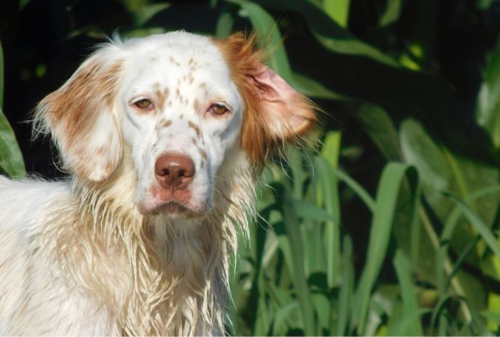 English Setter