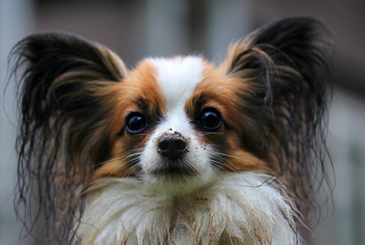 Papillon