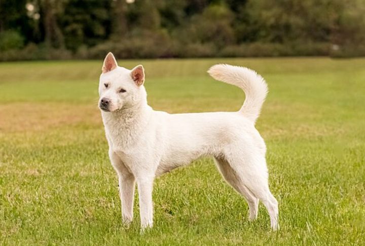 Kishu Ken