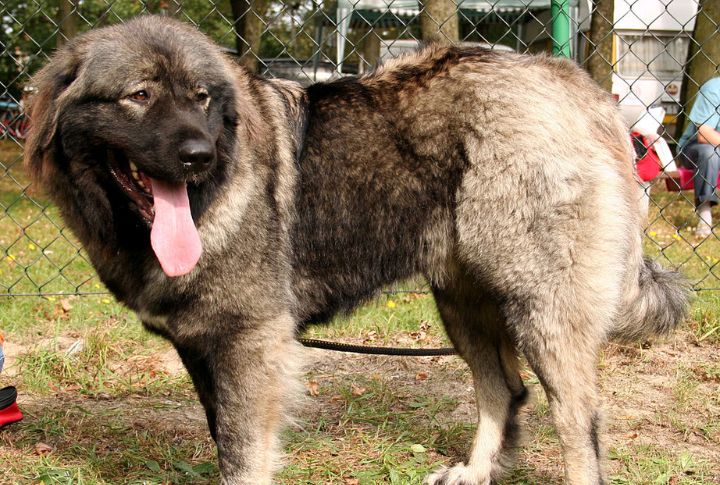 The Ultimate Breed