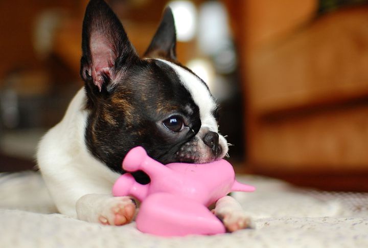 Redirect Chewing With Purpose