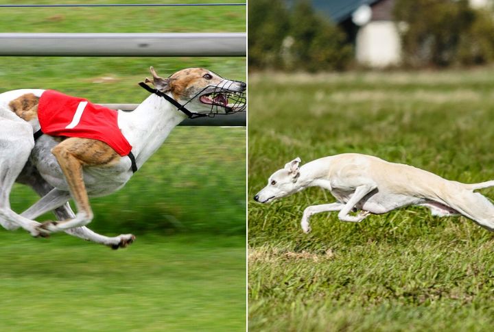 Greyhounds Are Faster