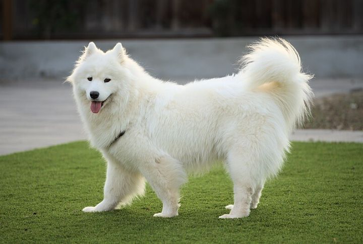 The Samoyed's Smile Has A Purpose