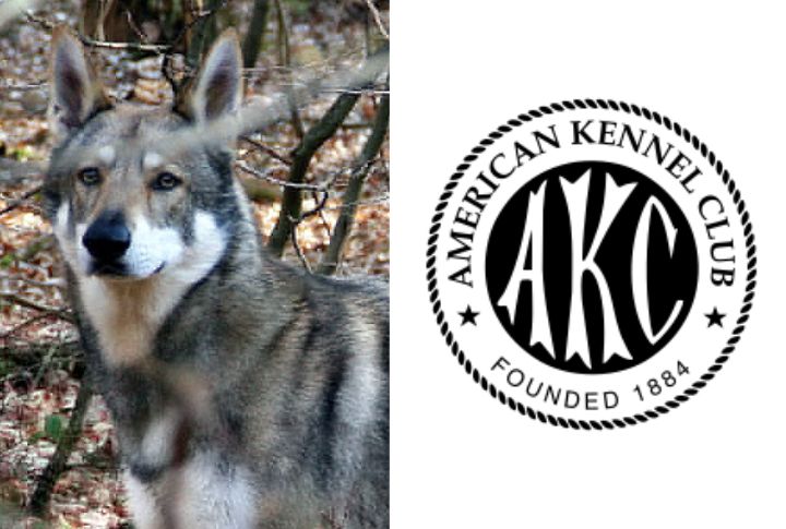 Rare Outside Europe Without Recognition By The American Kennel Club (AKC)