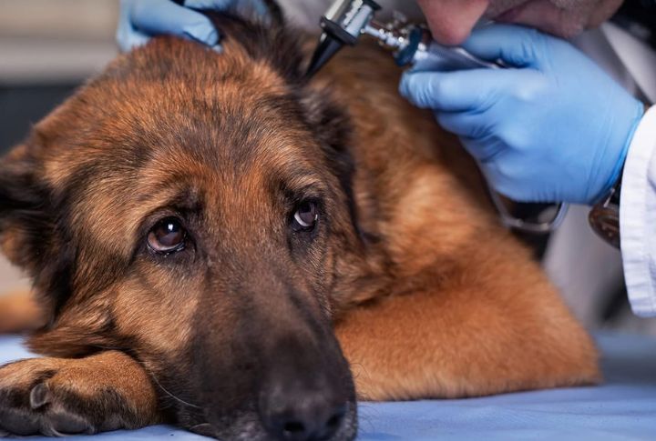 Choose A Vet-Approved Ear Cleaning Solution